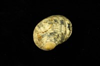 藏品(粗紋蜑螺)的圖片